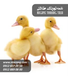 فروش جوجه اردک محلی